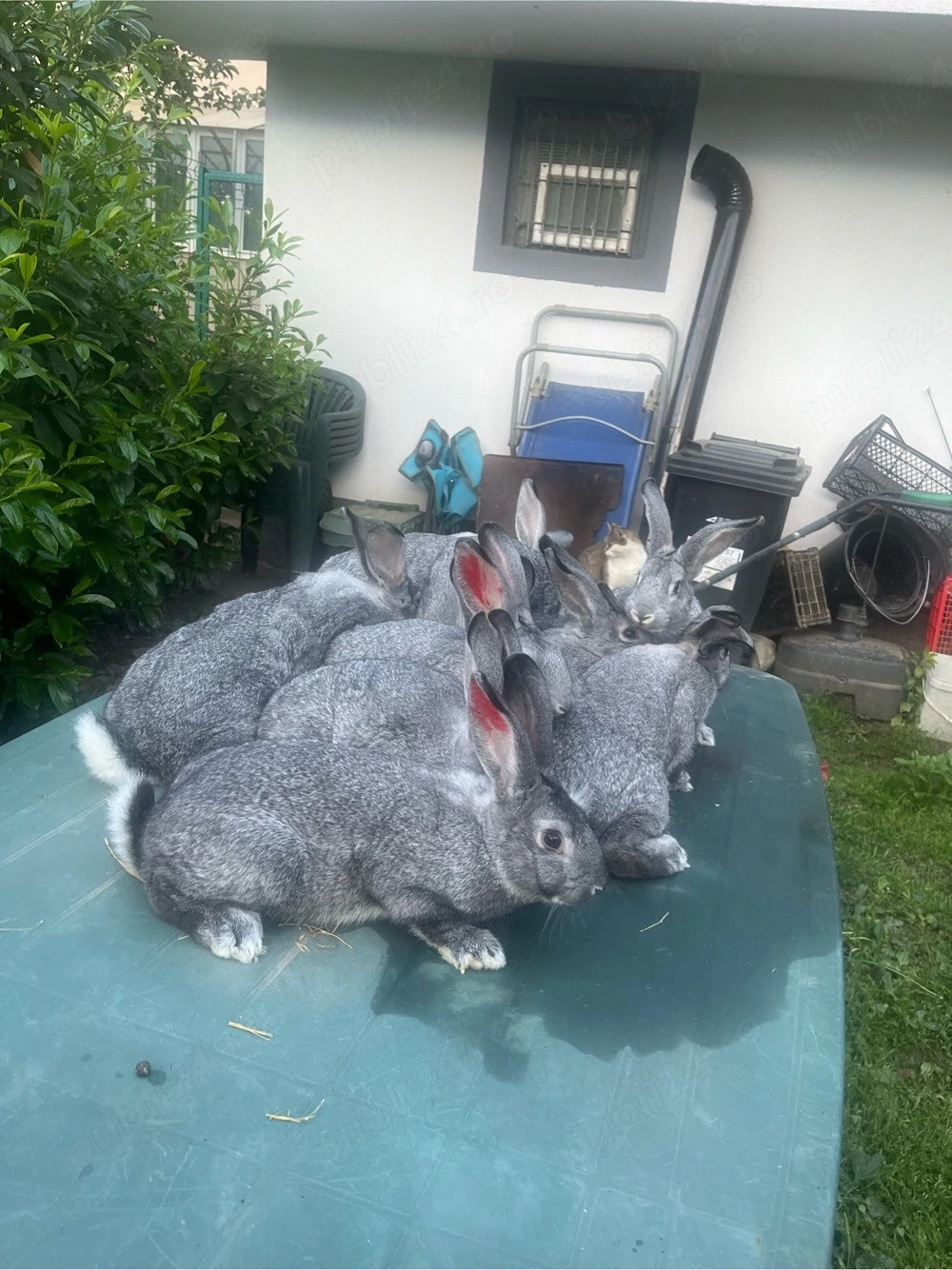 iepuri chinchilla
