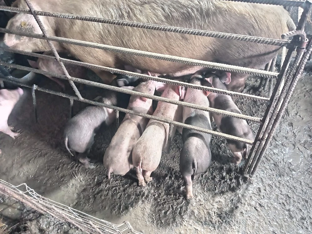 cauta o nouă casă 