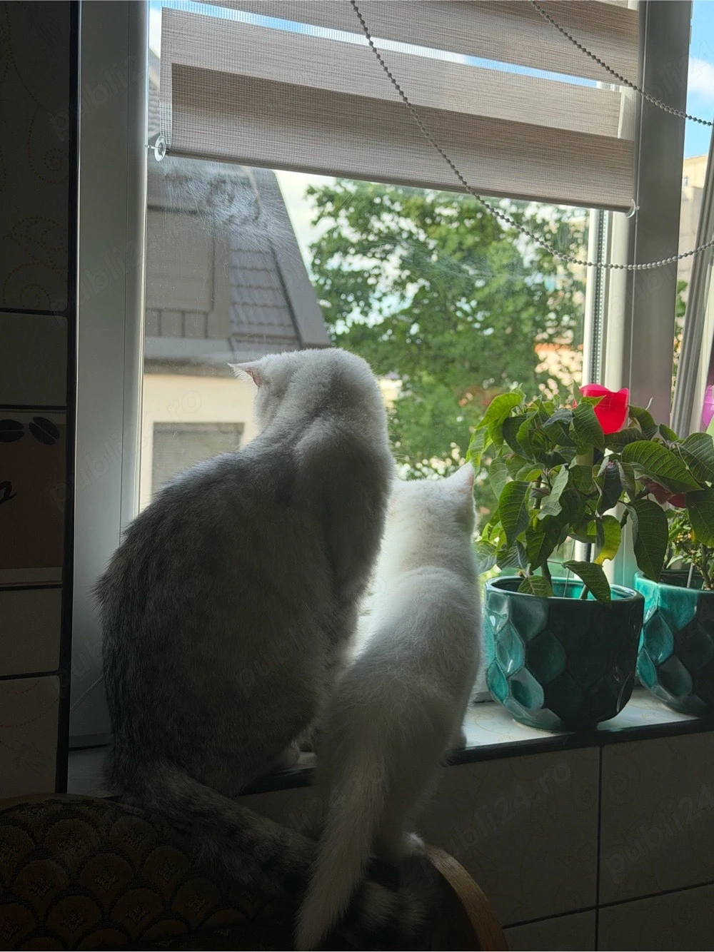 british longhair white baietel 