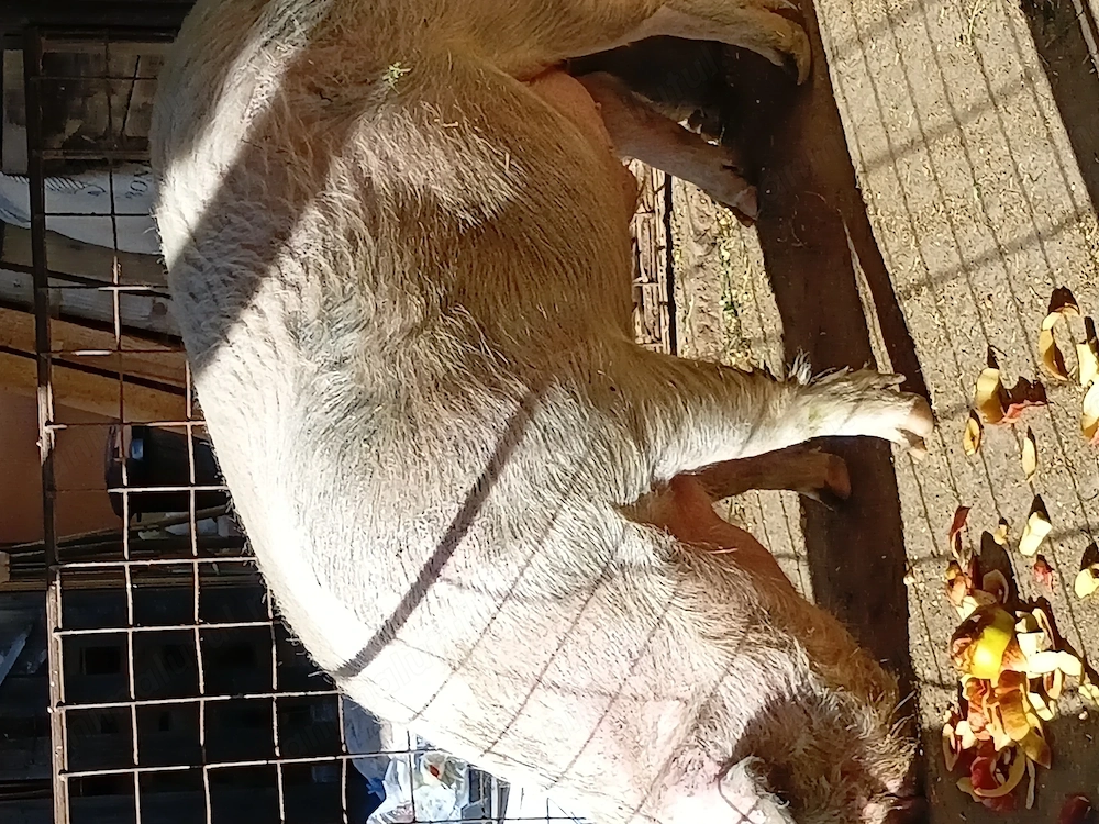 Vand porc crescut natural 