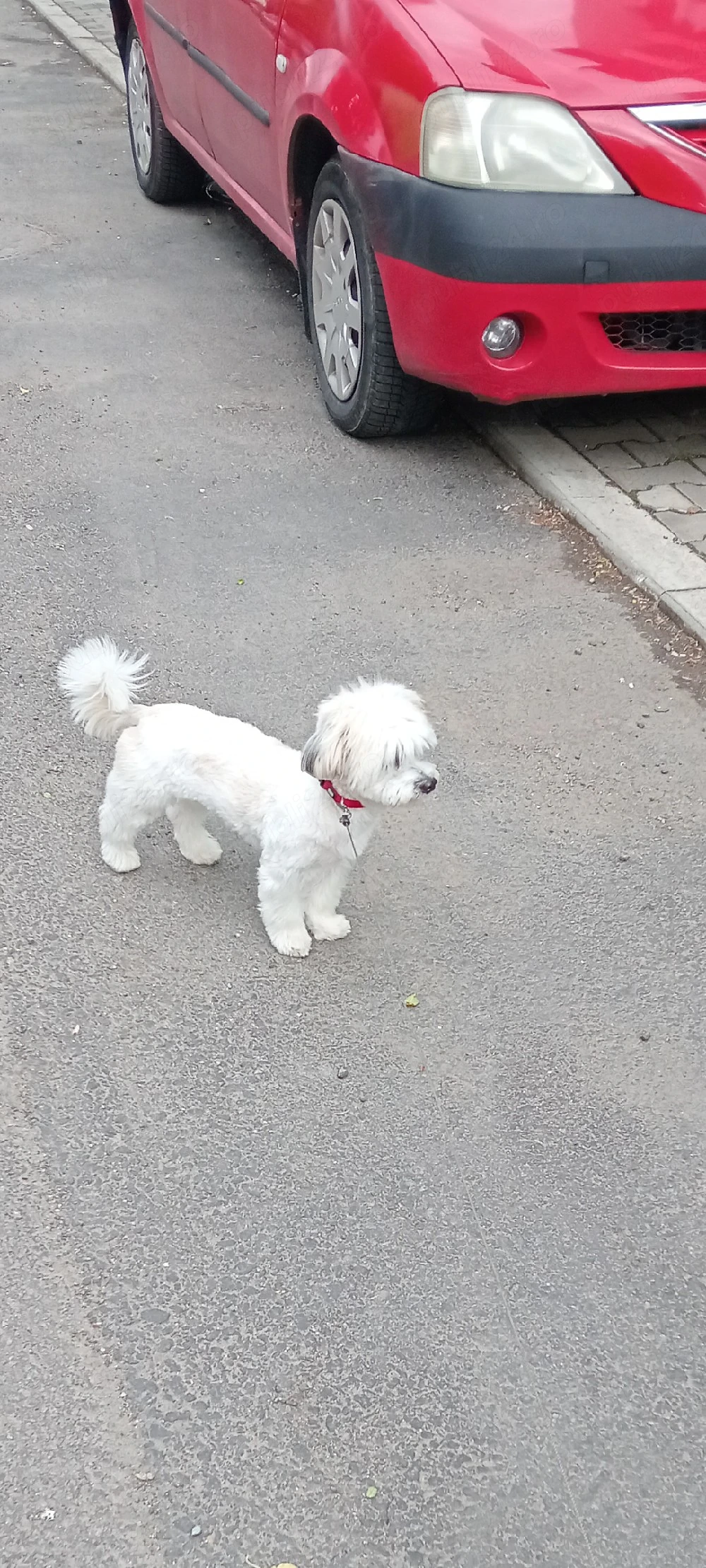 vând câine shih tzu 
