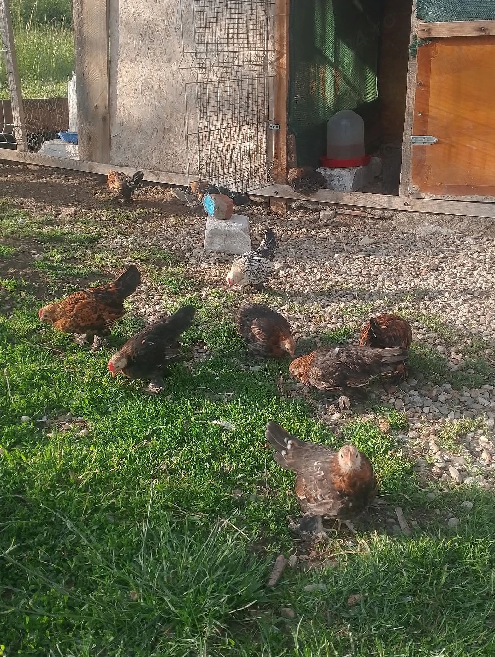 pui mi de flori vand sau scimb