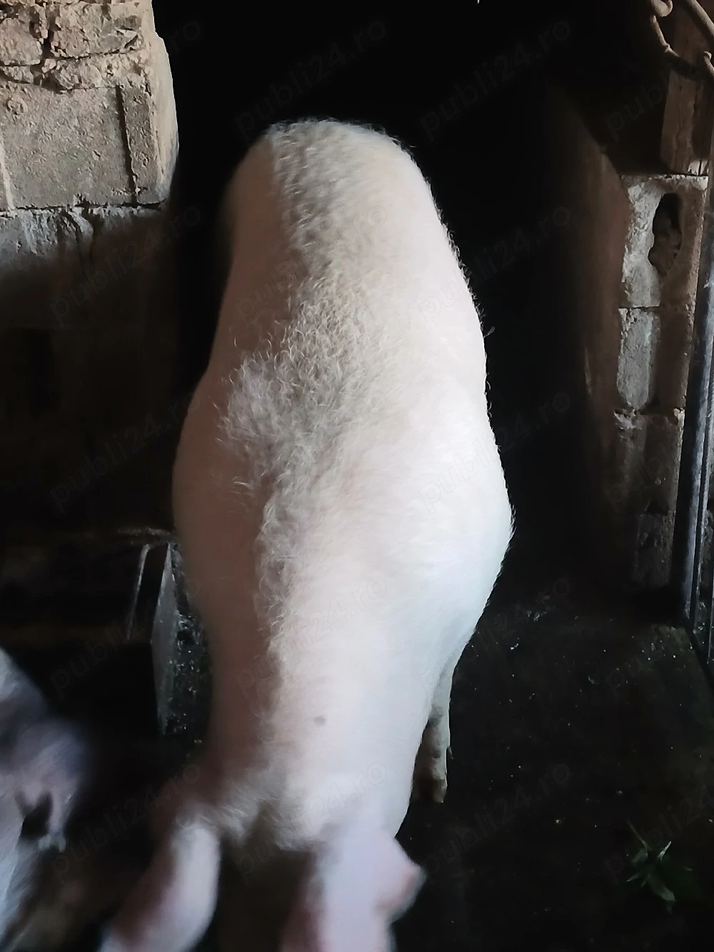 Porc de vanzare