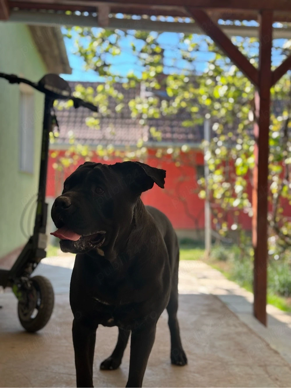 adoptie Cane Corso