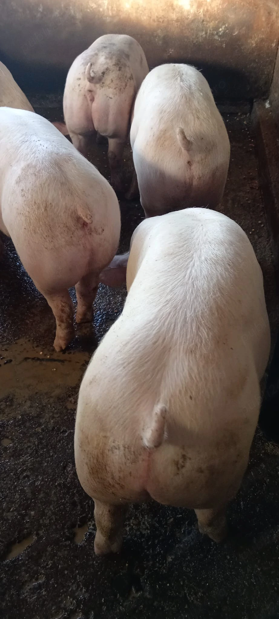 Porci 65-80 kg