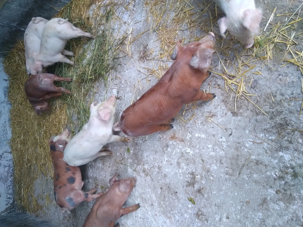 Purcei de vanzare (duroc cu landrace)