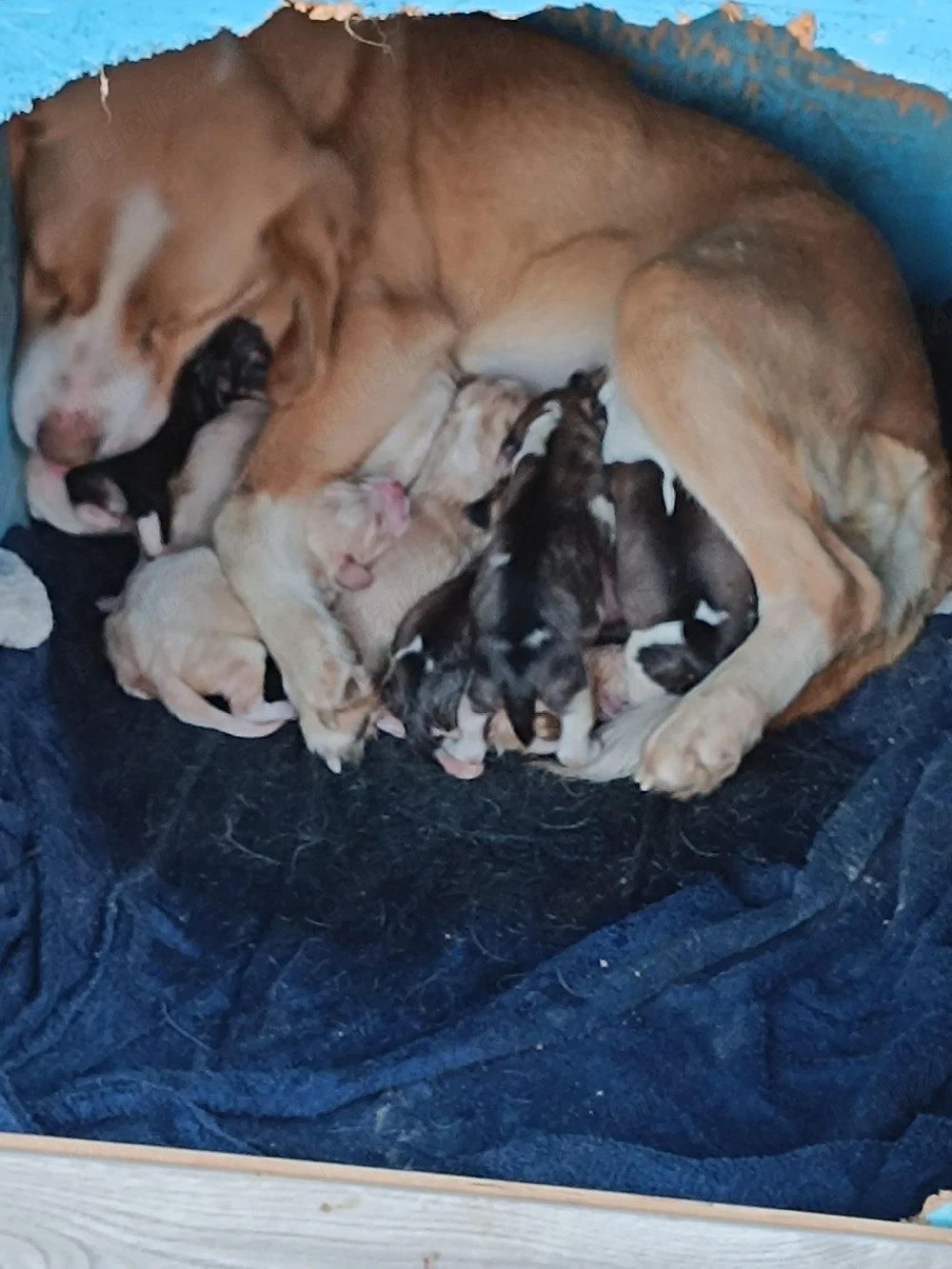vand cățeluși beagle 