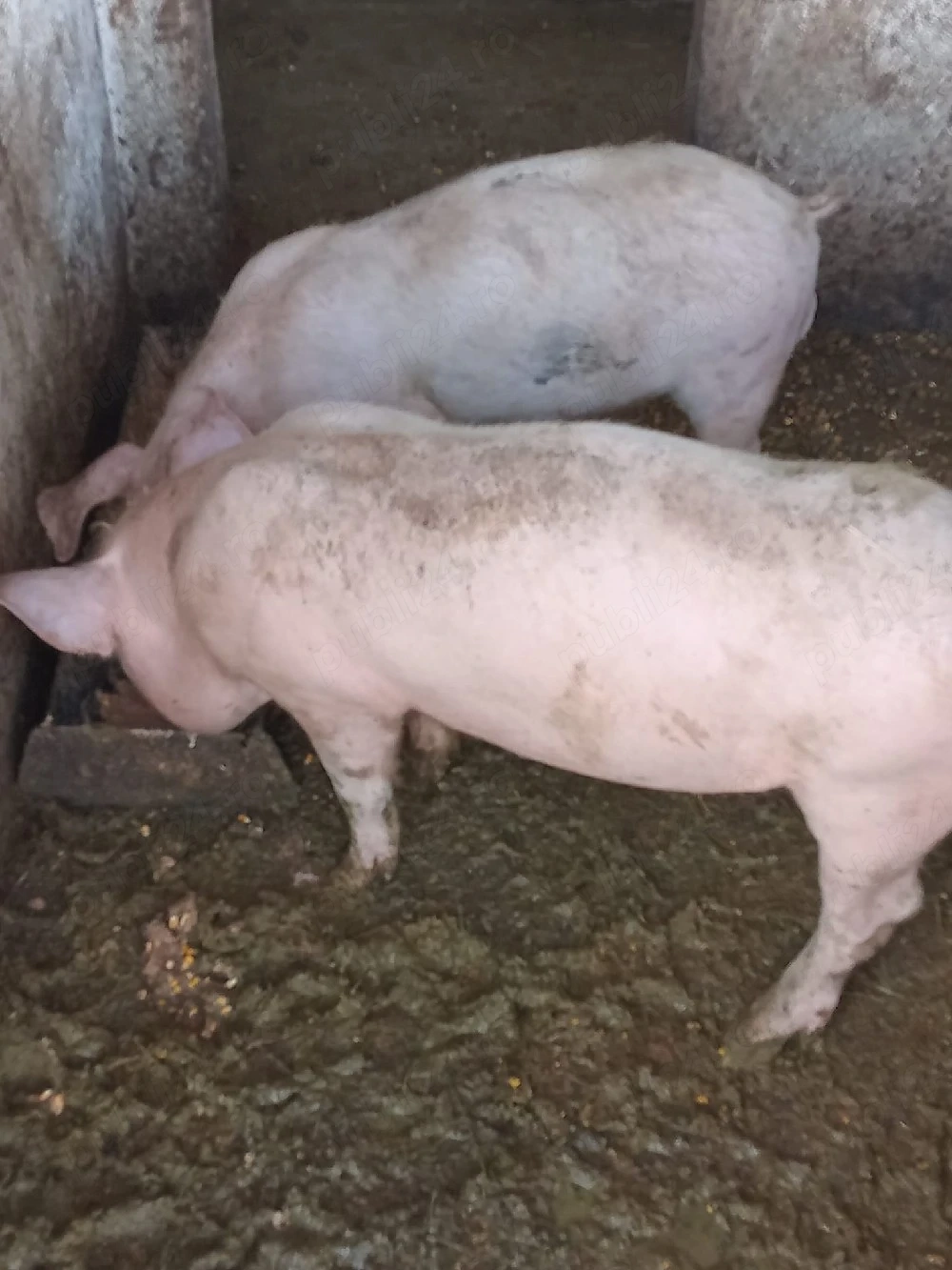 grăsuni de vânzare 