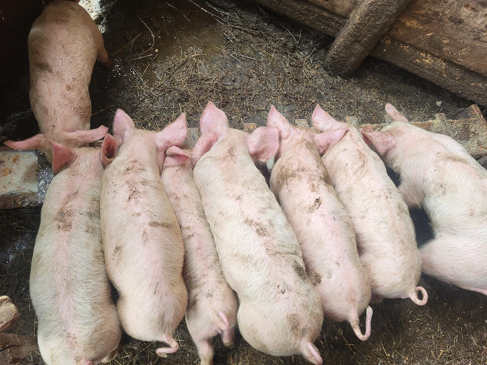 Vând purcei landrace 