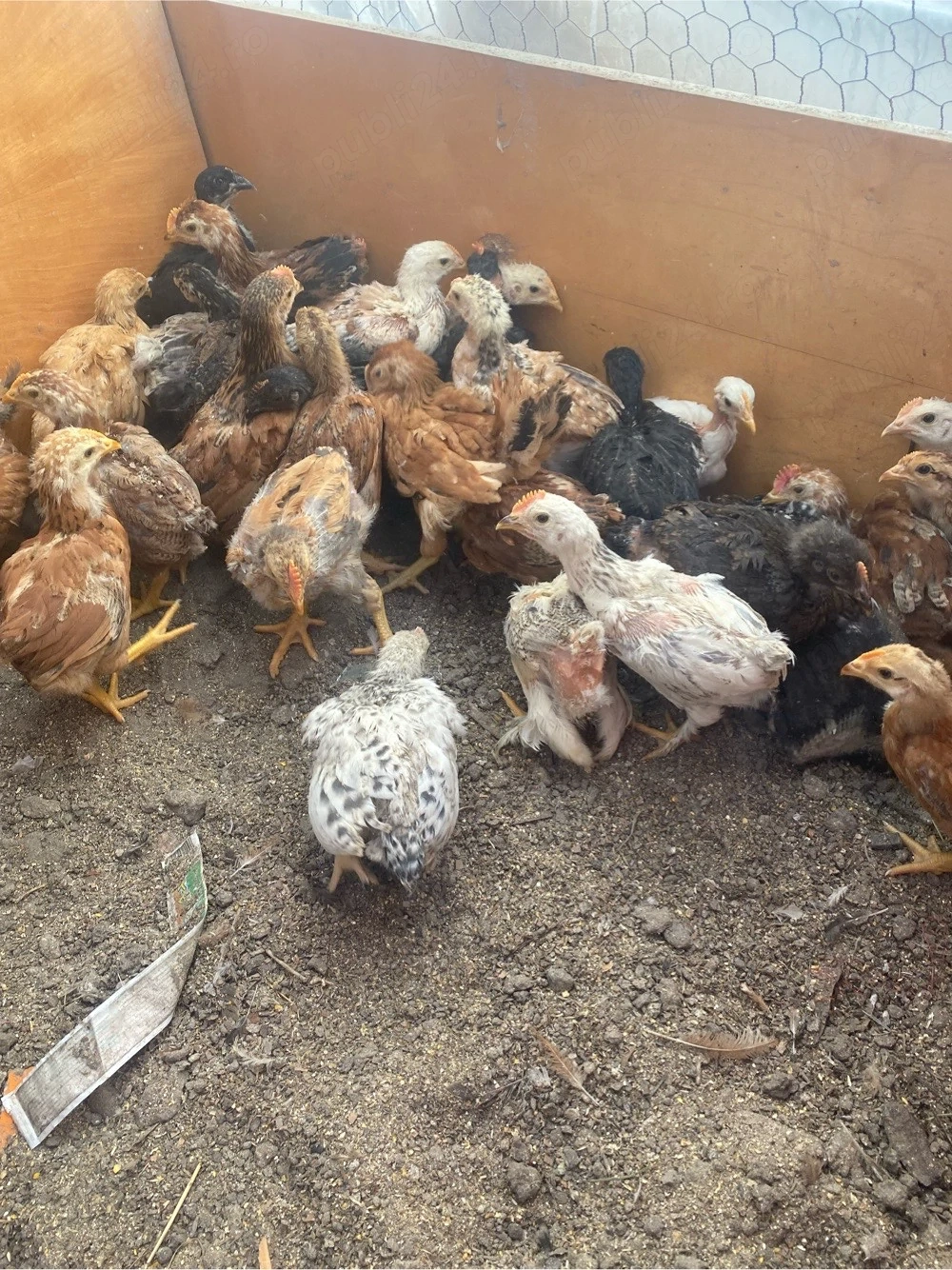 pui de gaina taranesti gaini de casa