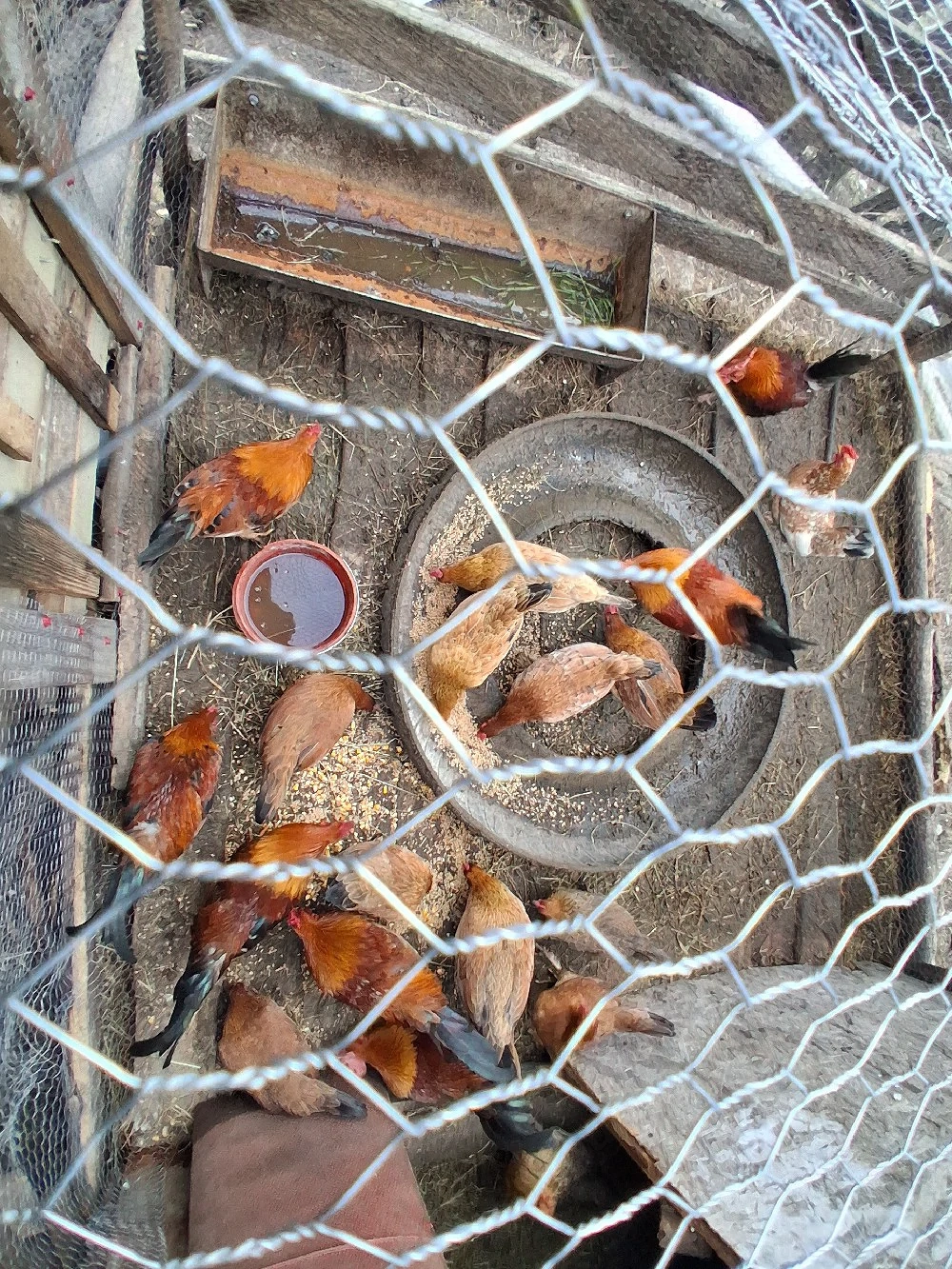     De vânzare: Cocoși pitici!   