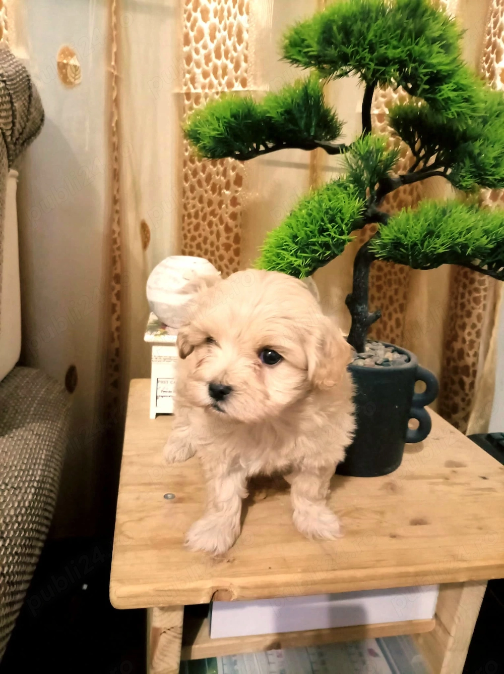Fetița de maltipoo, vaccinata 