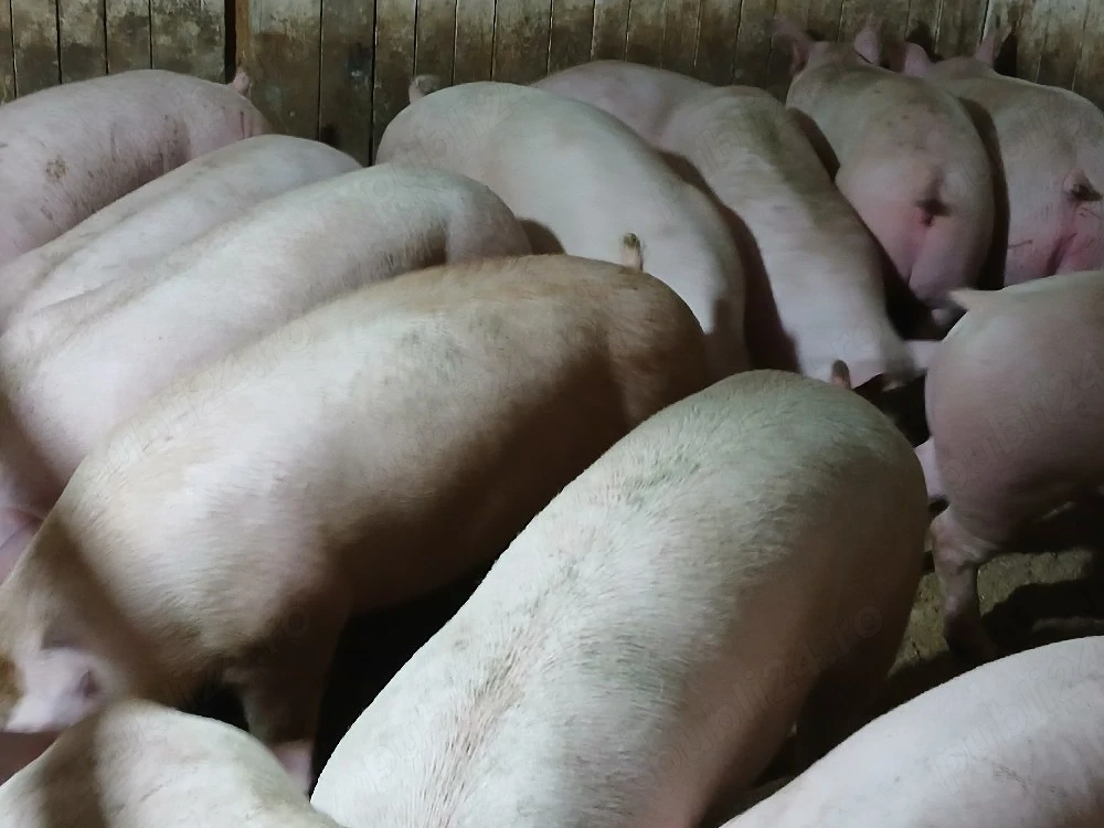 porci de carne 