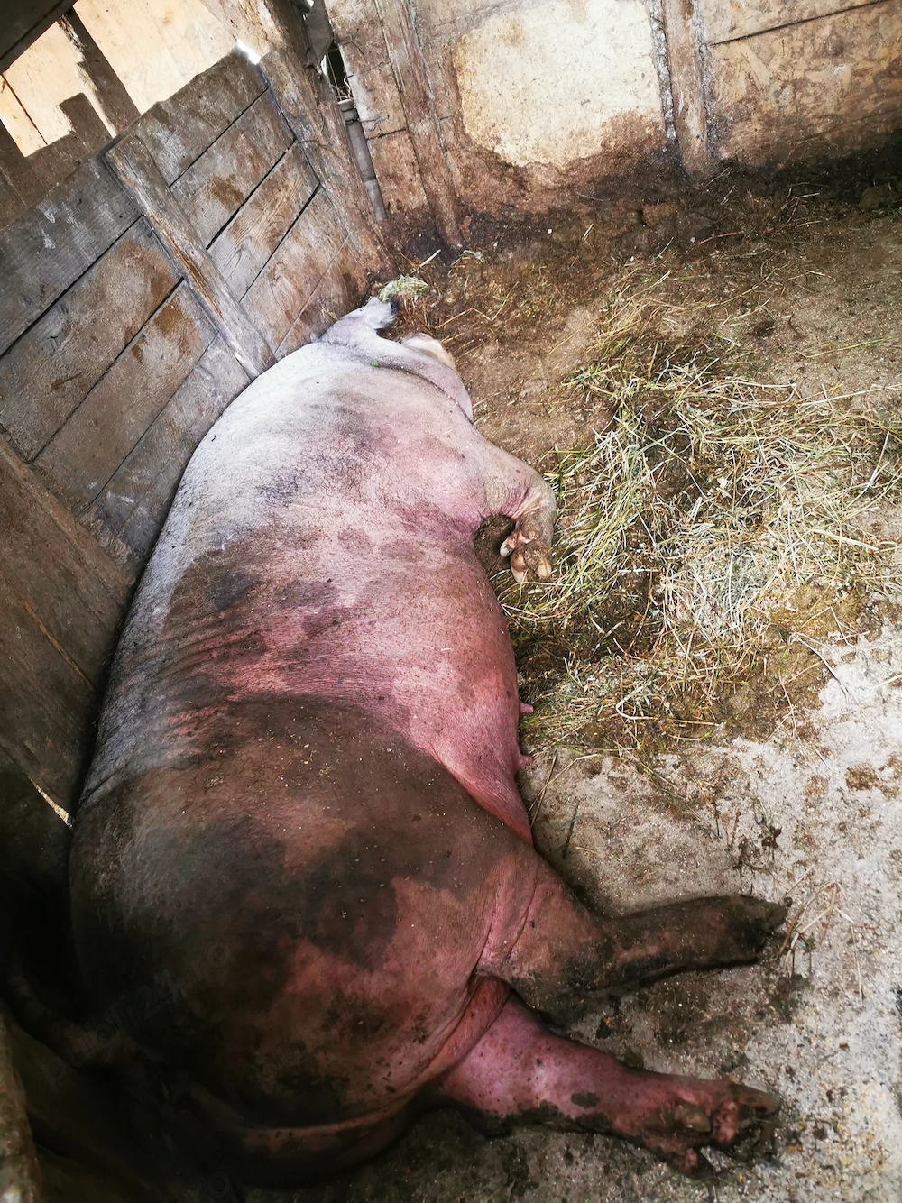 Purcea de vânzare 250 kg