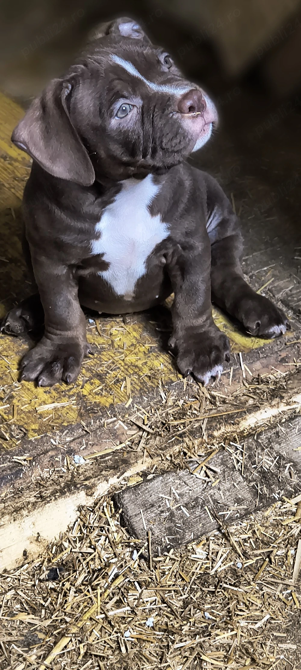 Femela American Bully Pocket 