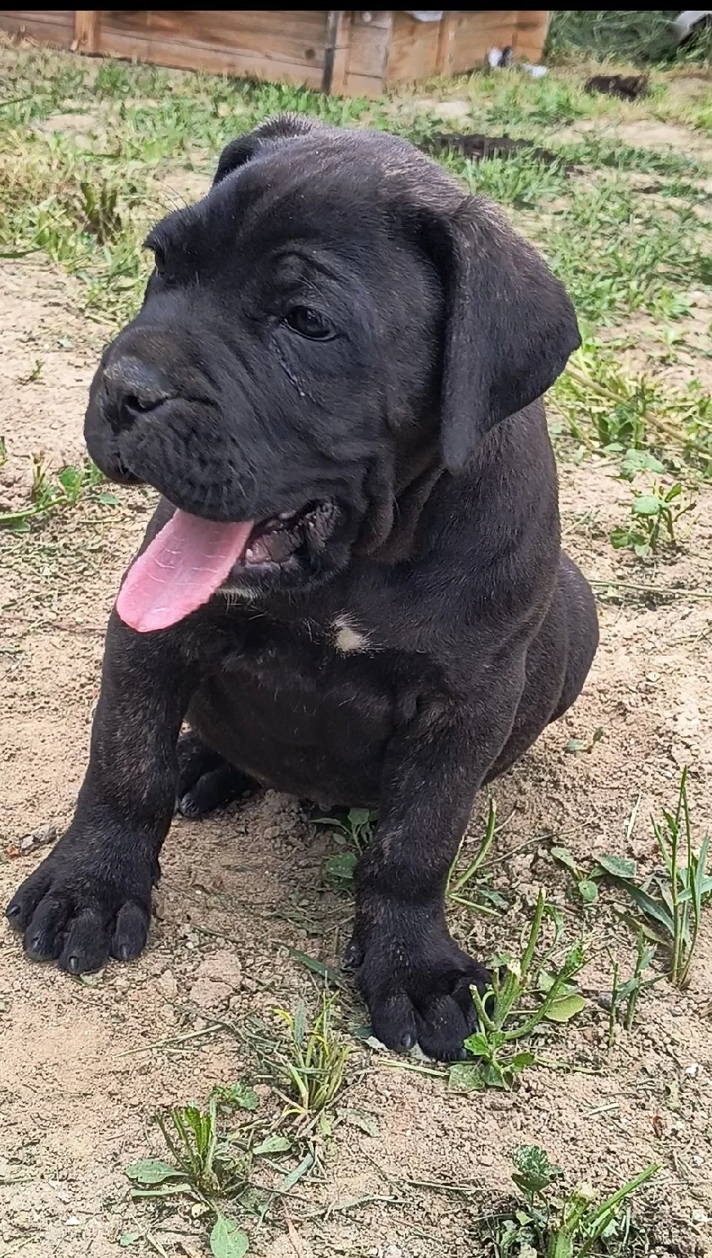 Căței masculi rasa Cane Corso, 2 luni, pedigree, negru tigrat, femela formentino 