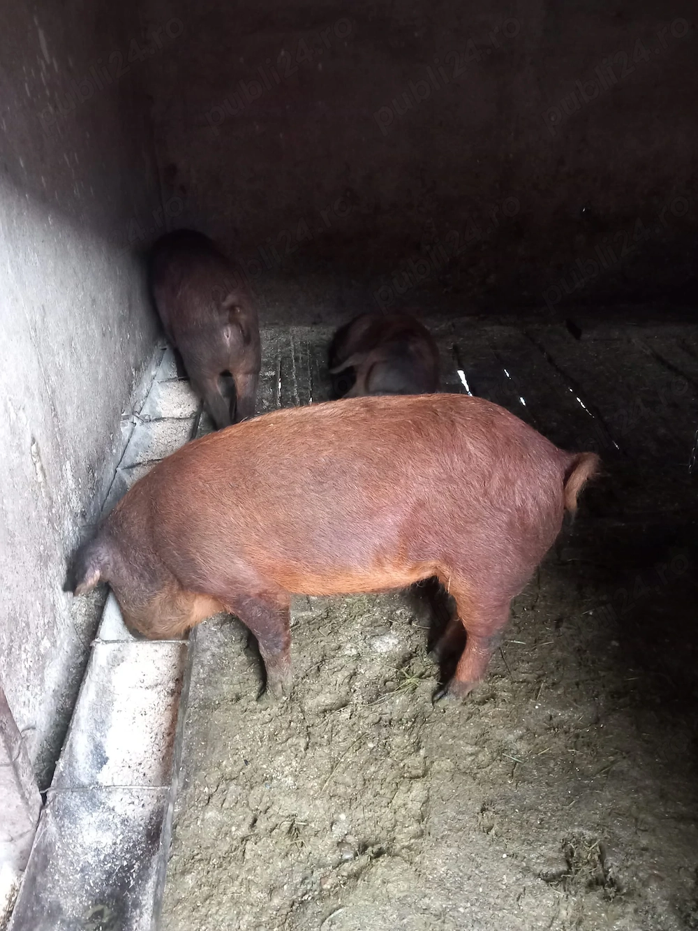 Porci mangalita + mistreț 