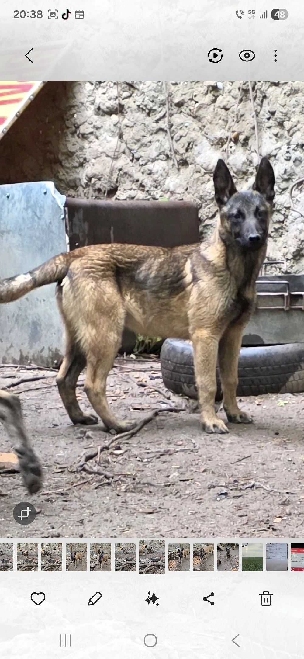 Belgian Malinois 