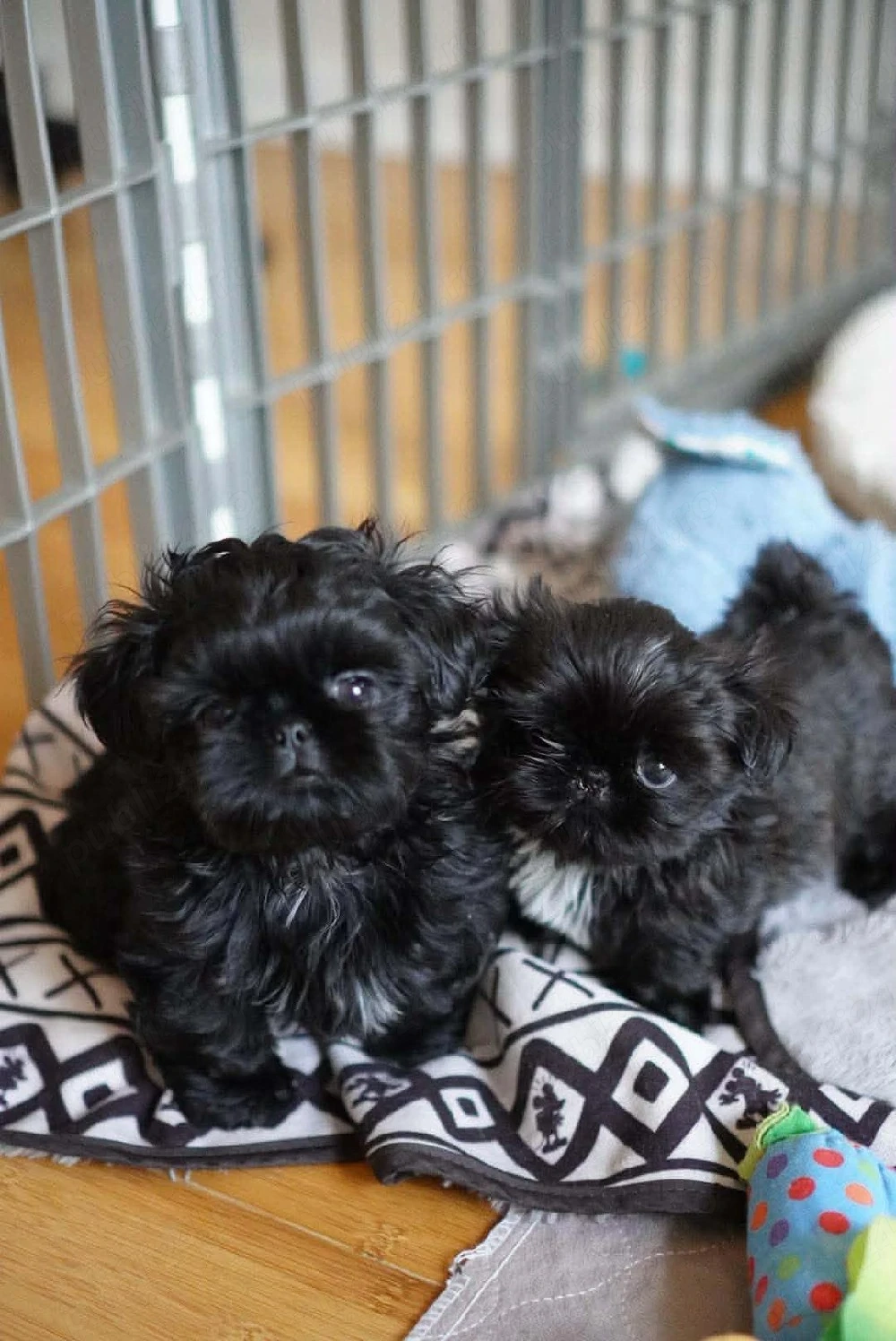 vand catelusi shih tzu  rasa pura detin ambi parinti 