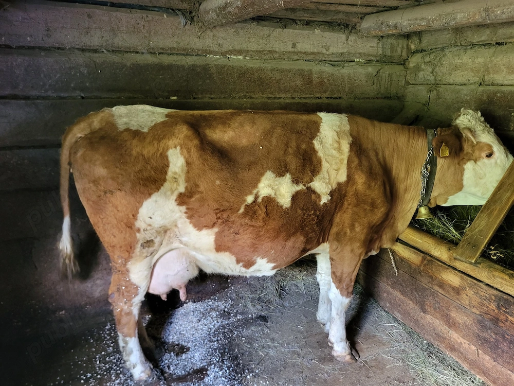 Vand vaca baltata romaneasca cu acte, buna de lapte