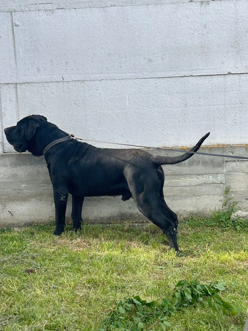 Presa Canario Mascul 13 luni Pedigree Microcip