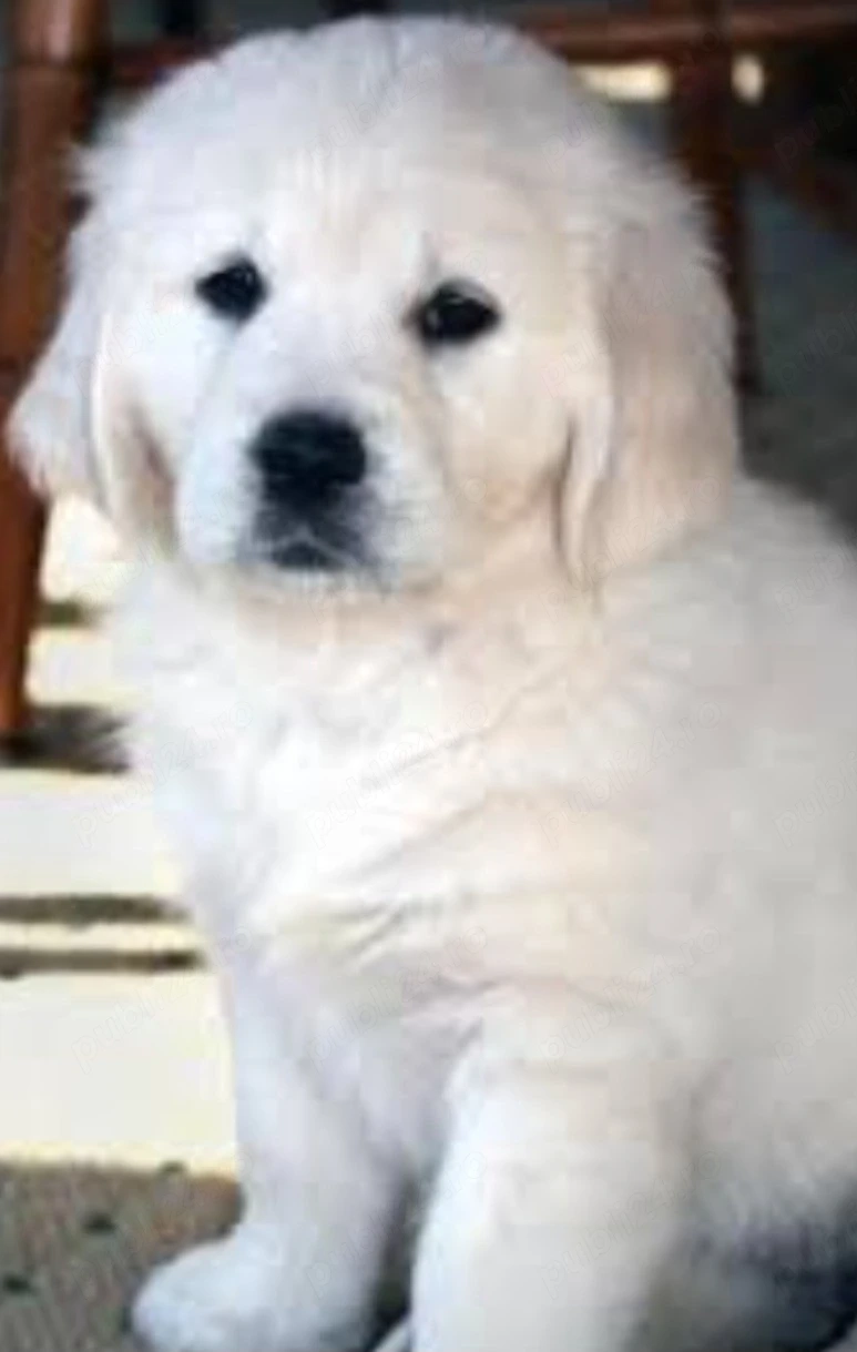 Golden Retriever 6 săptămâni
