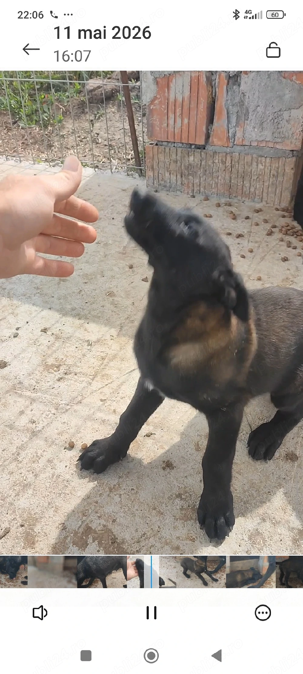 Căței Belgian Malinois 