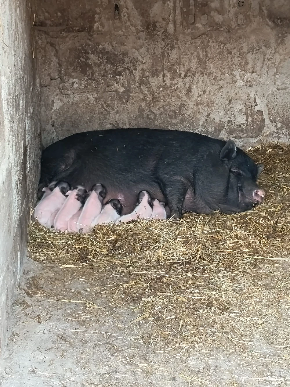 Purcei disponibili 