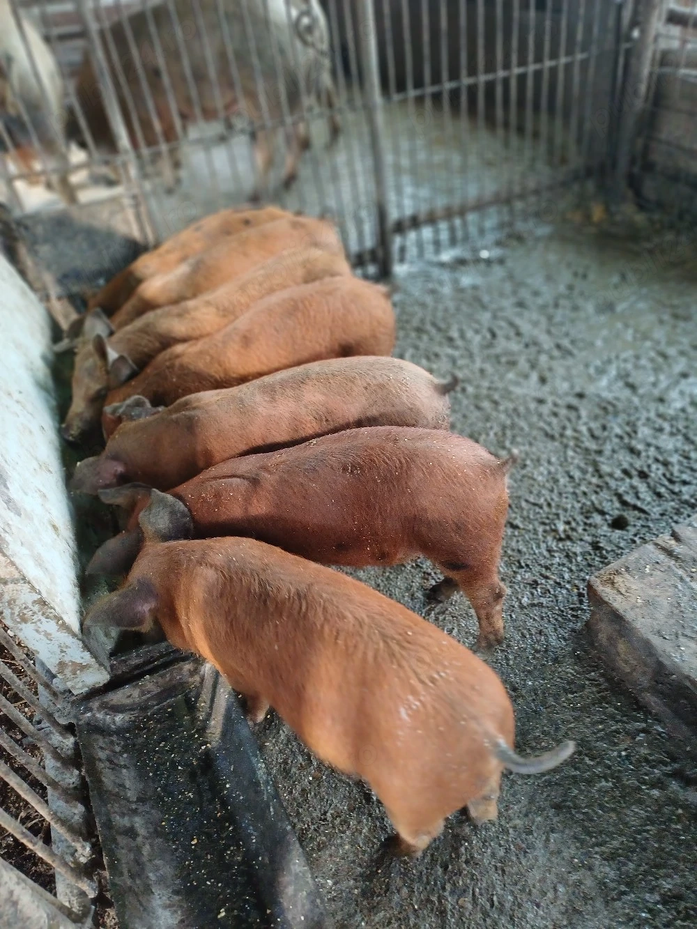 Vind 7 purcei duroc de 10 săptămini 