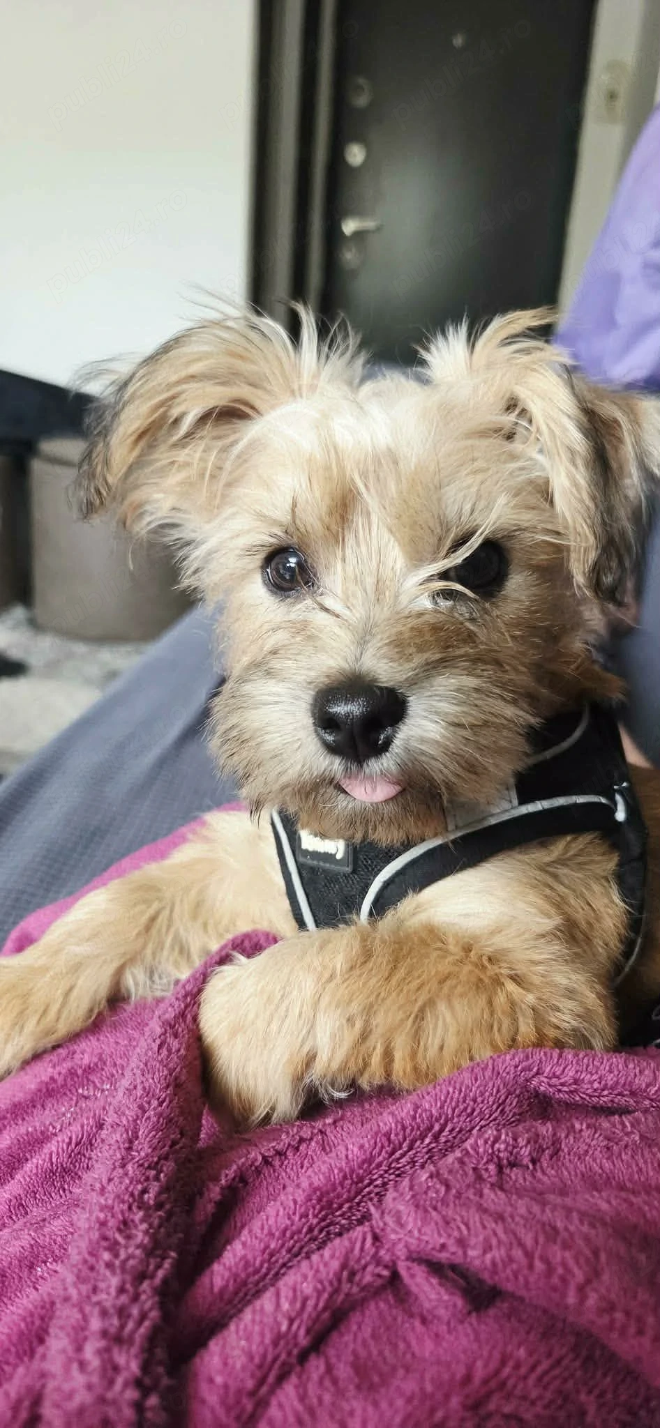 Cățel talie mică, metis terrier, foarte jucăuș