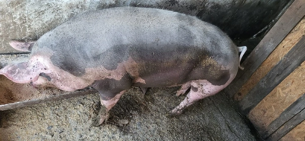 Porc de vanzare!
