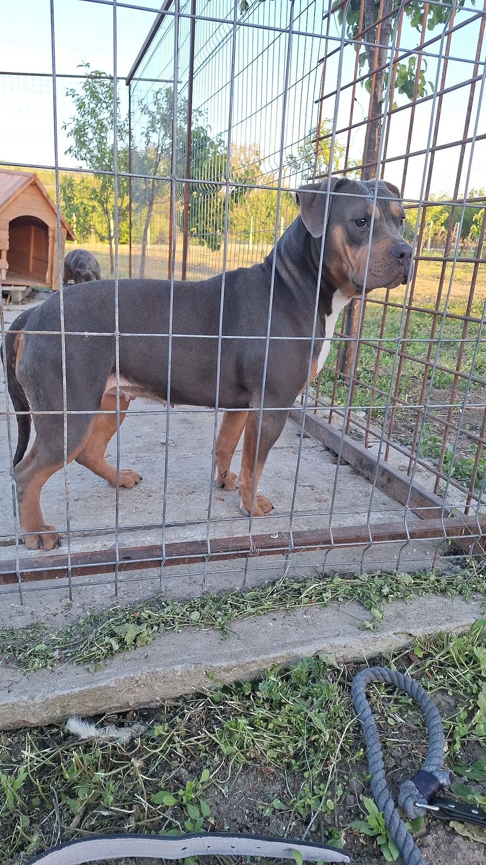American bully tricolor liliac 