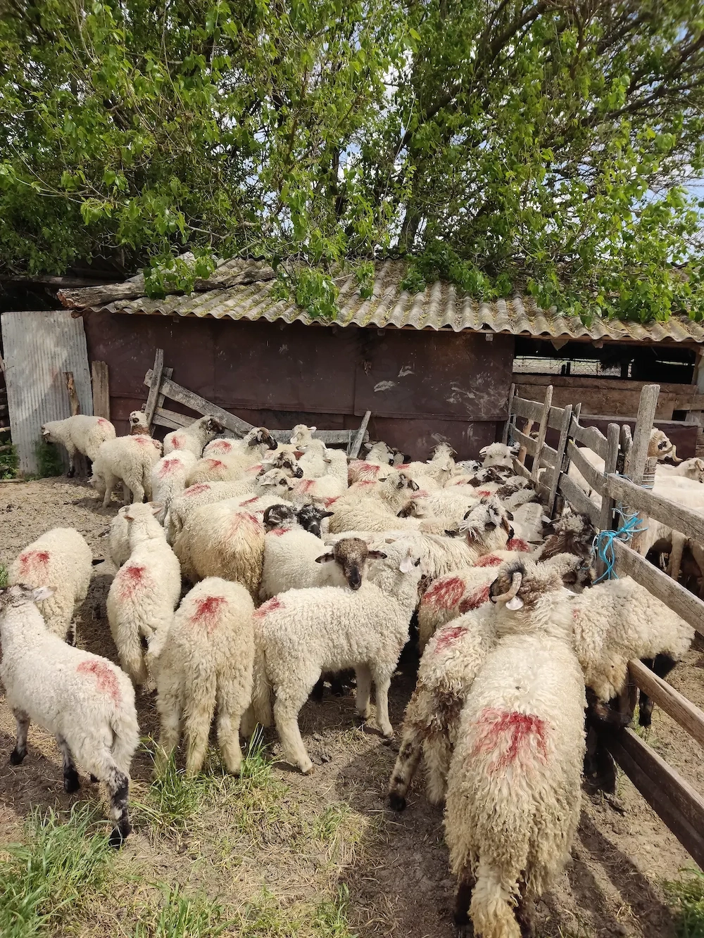 Miei de vananzare