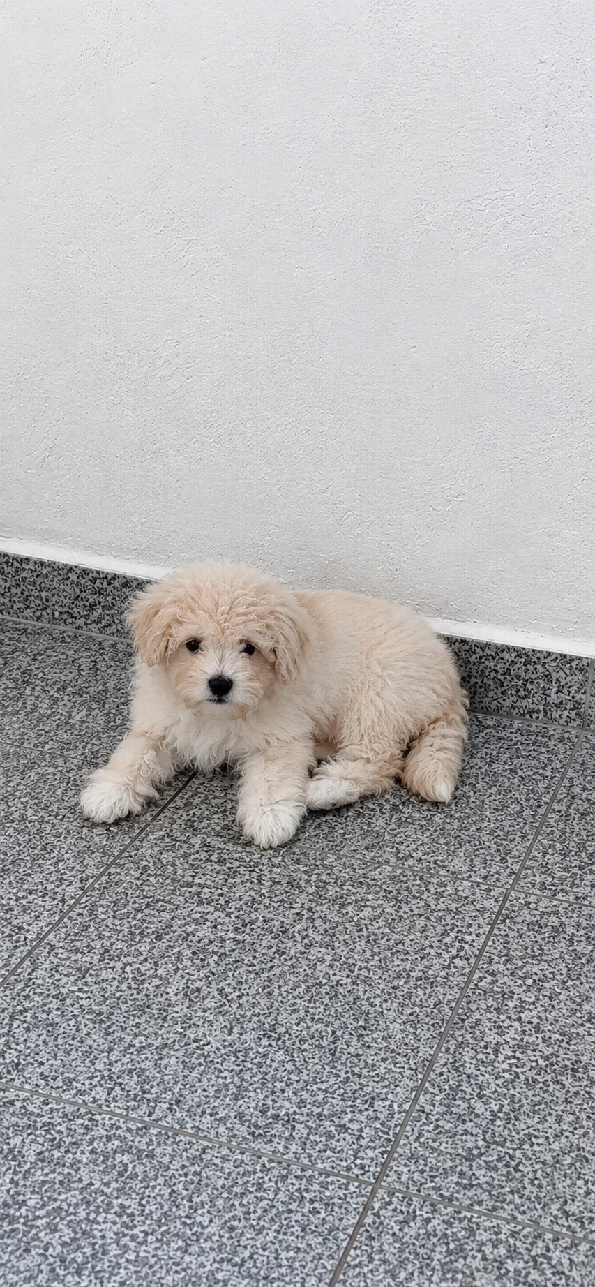 Bichon maltipoo mini toy premiu 