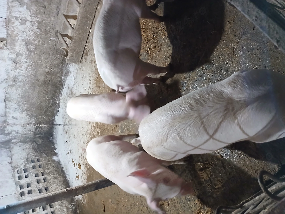 Purcei 50 55kg