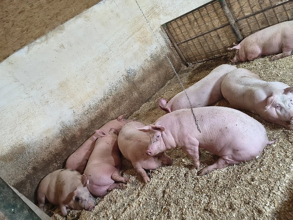 porci de vanzare