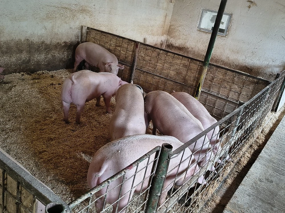 porci de vanzare