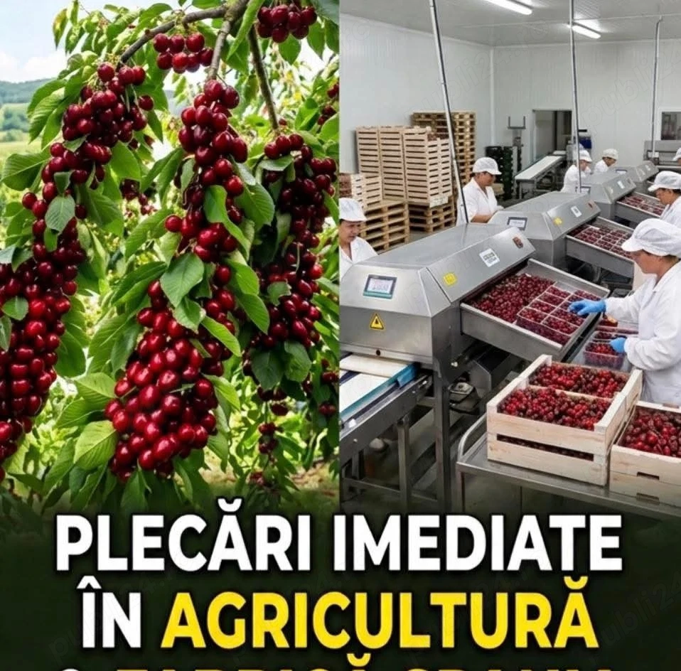 Angajăm imediat la   sortat de fructe  si cules 