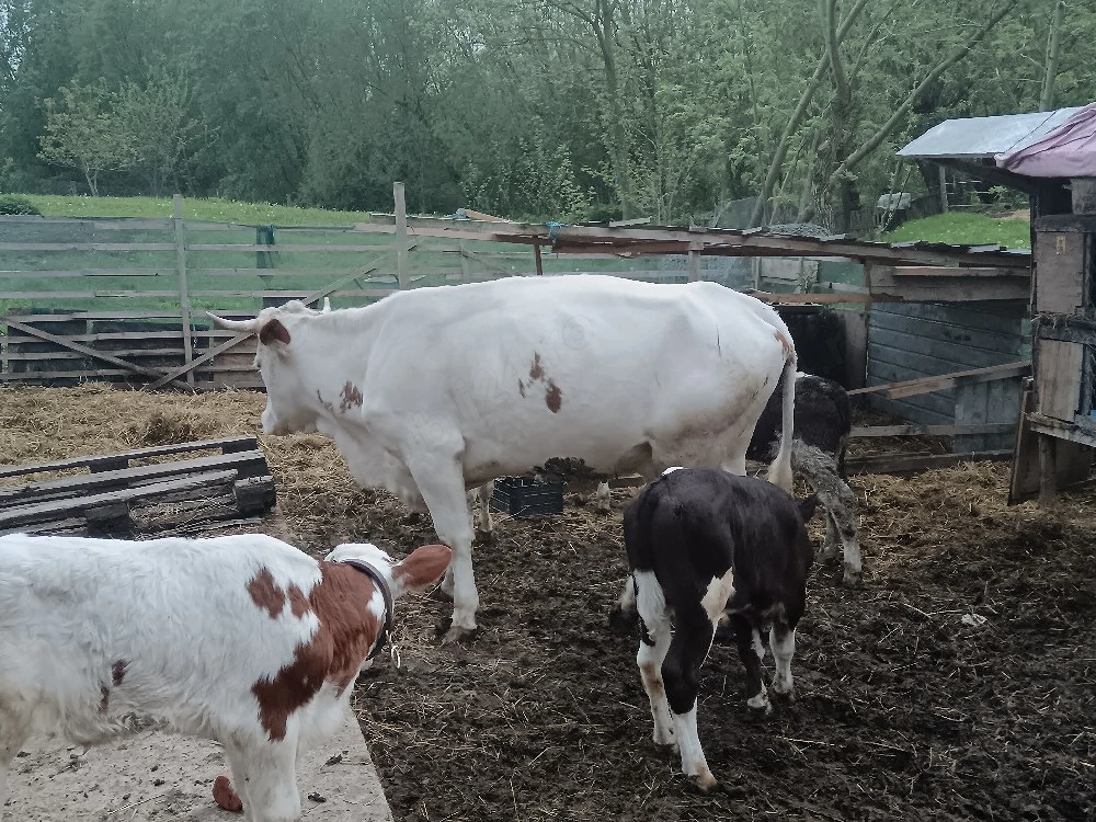 vaca 10-12 litri la zi gestanta 