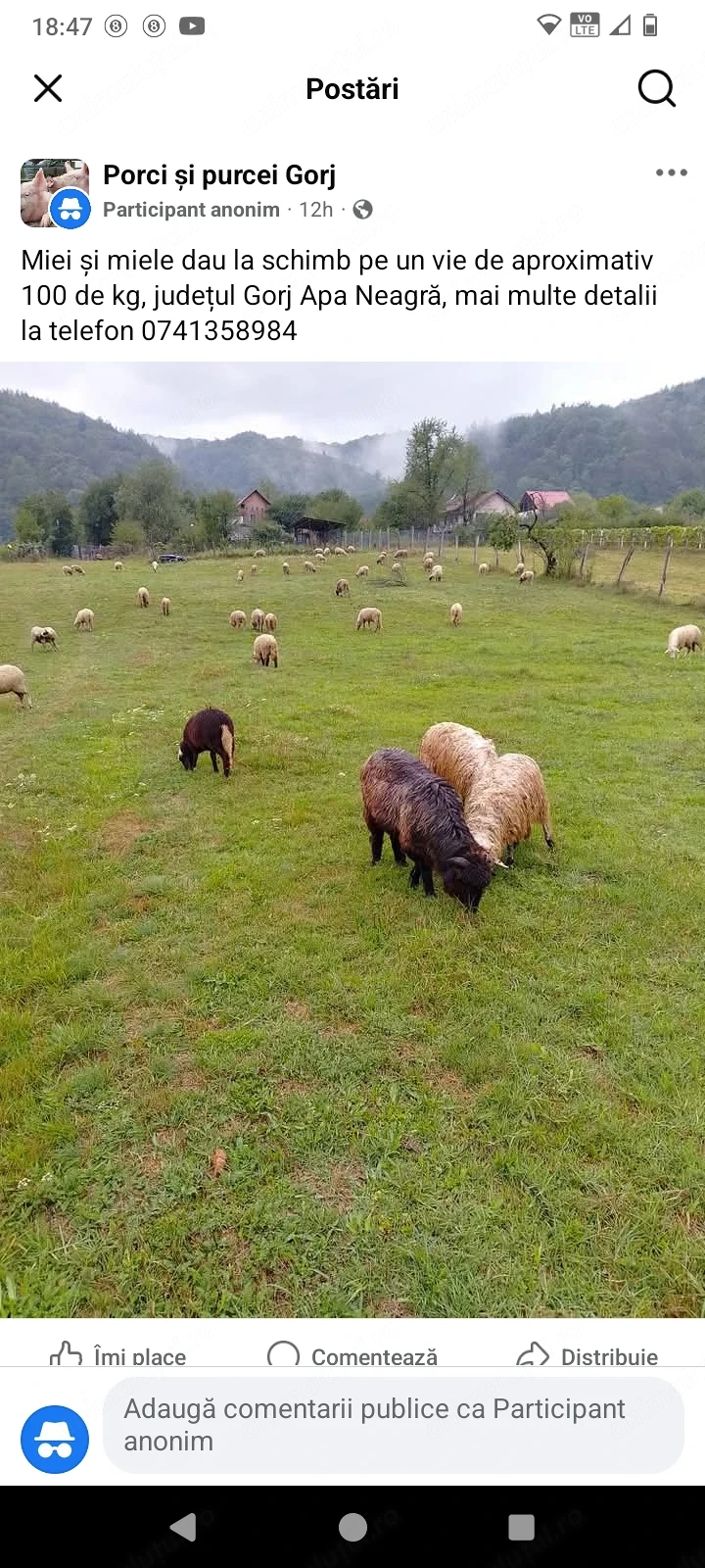 Miei de vânzare 