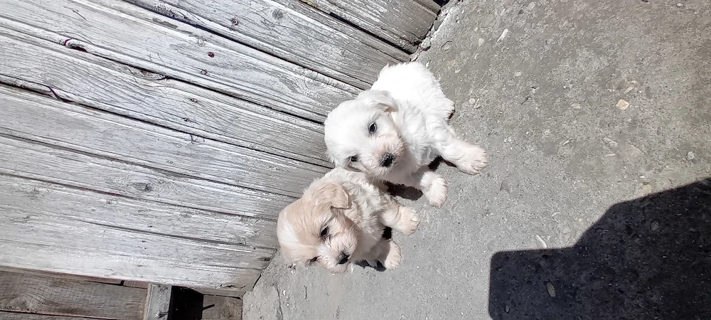 puiuți bichon havanez 