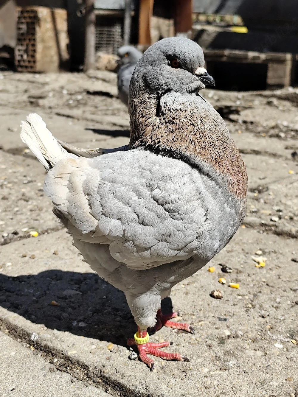 porumbei king