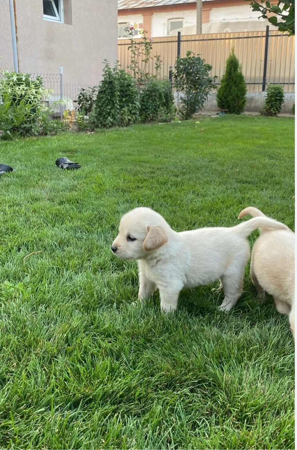 Labdrador Retriver 