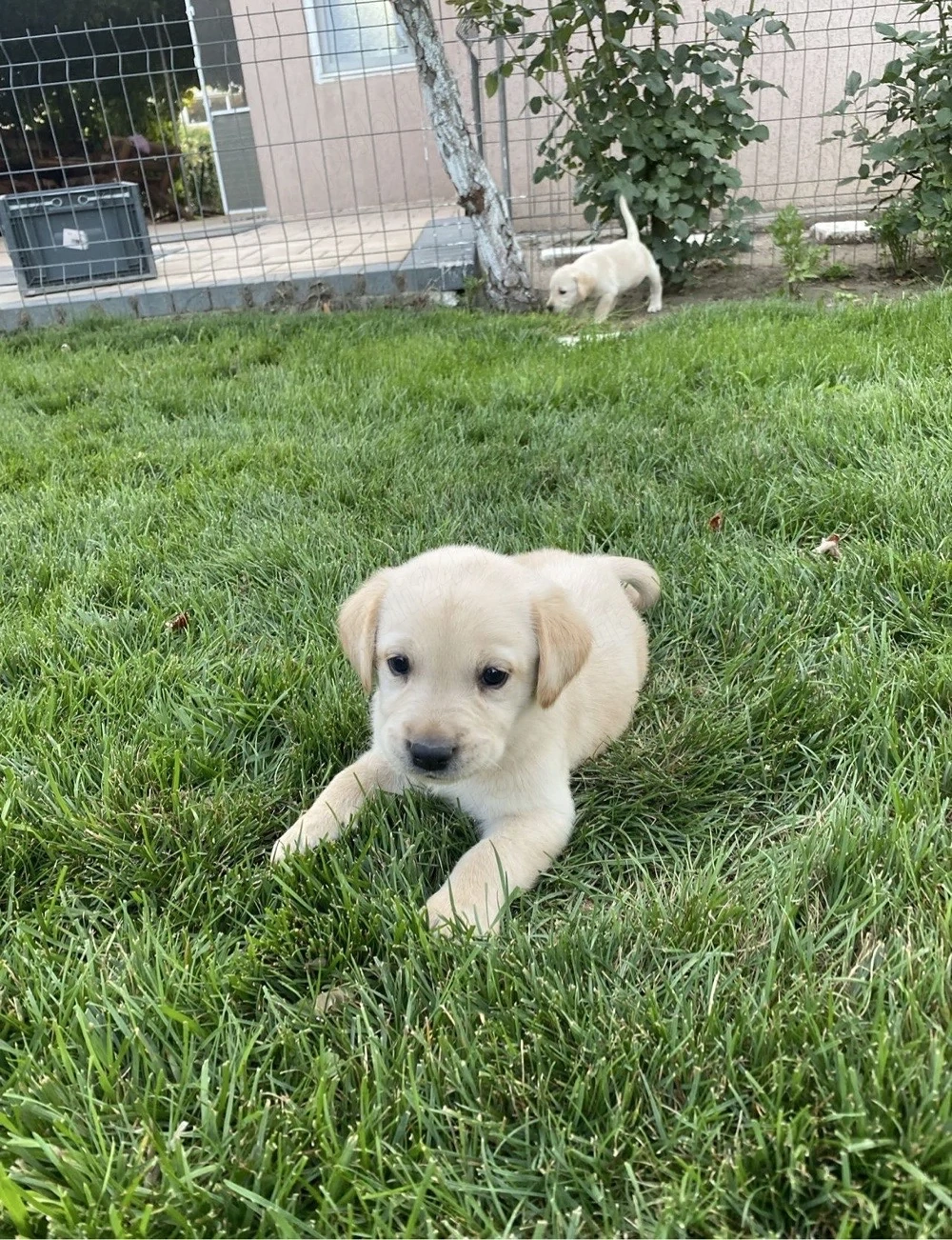 Labrador Retriver 