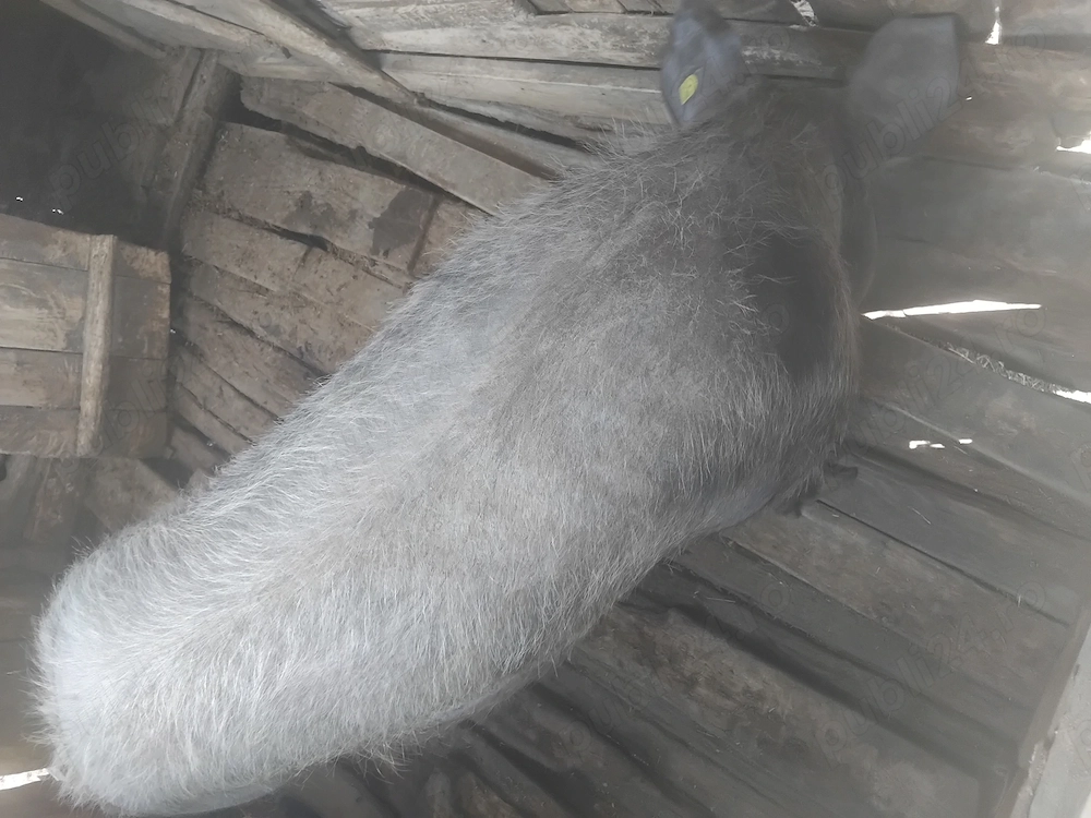 Porc peste 150 kg