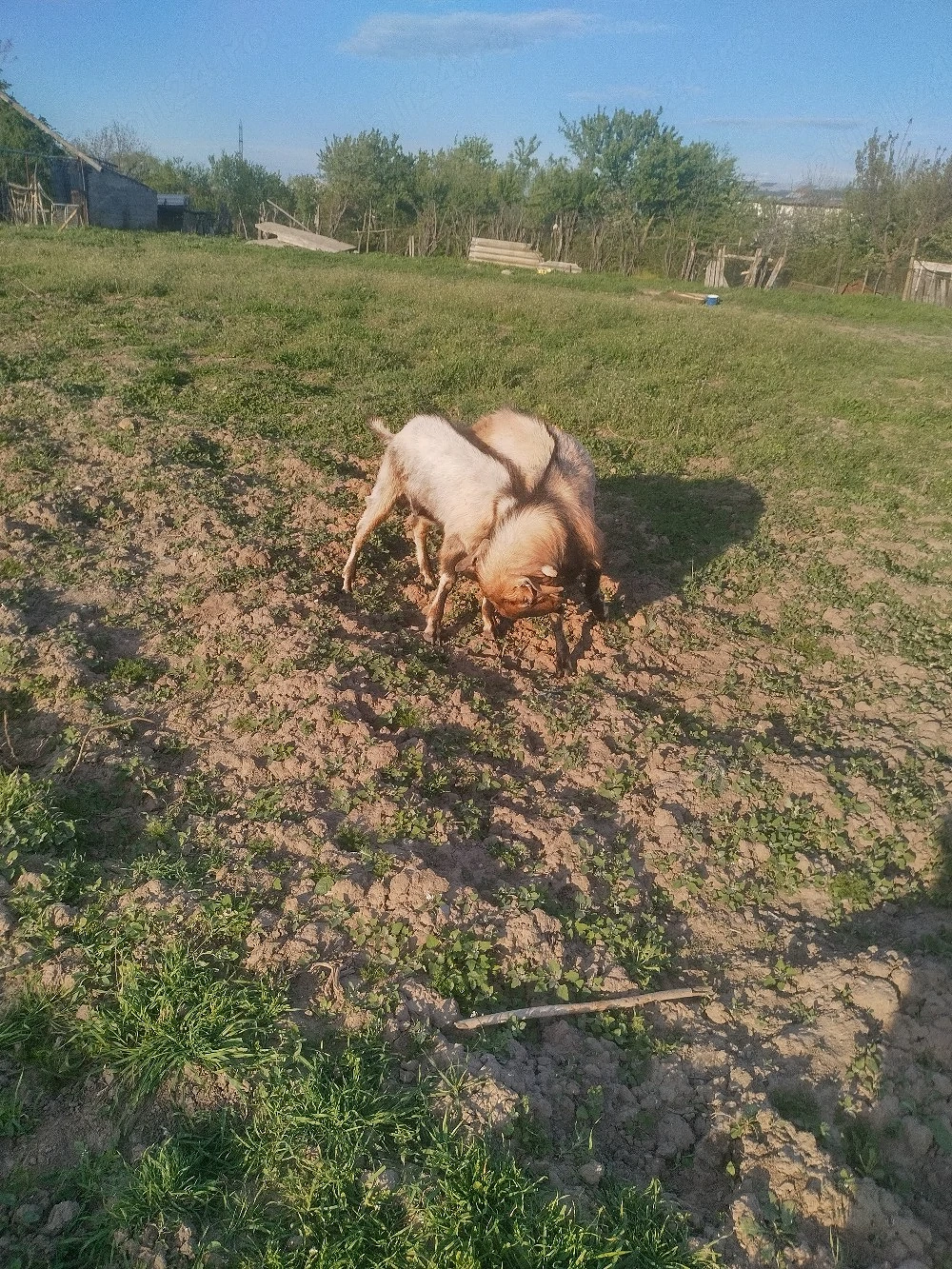 vînzare sau schimb 2 țapi genetic șuți 