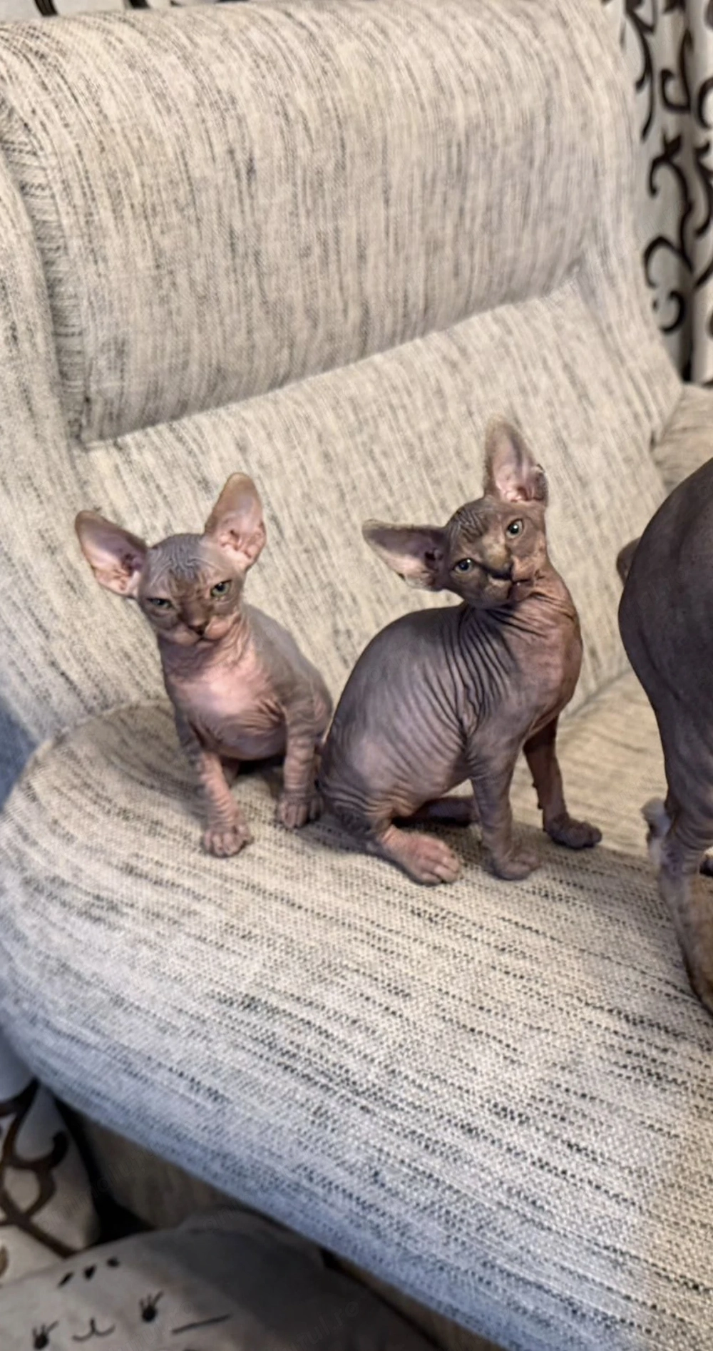 Pisicuțe Sphinx