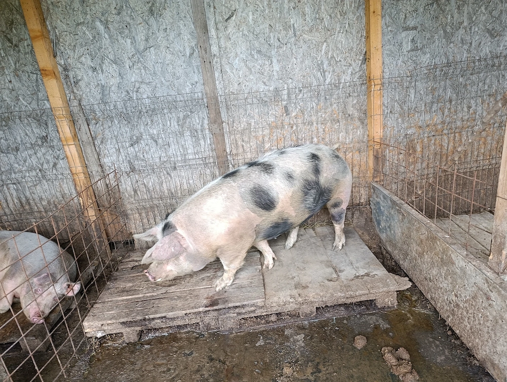 Vând porci de carne