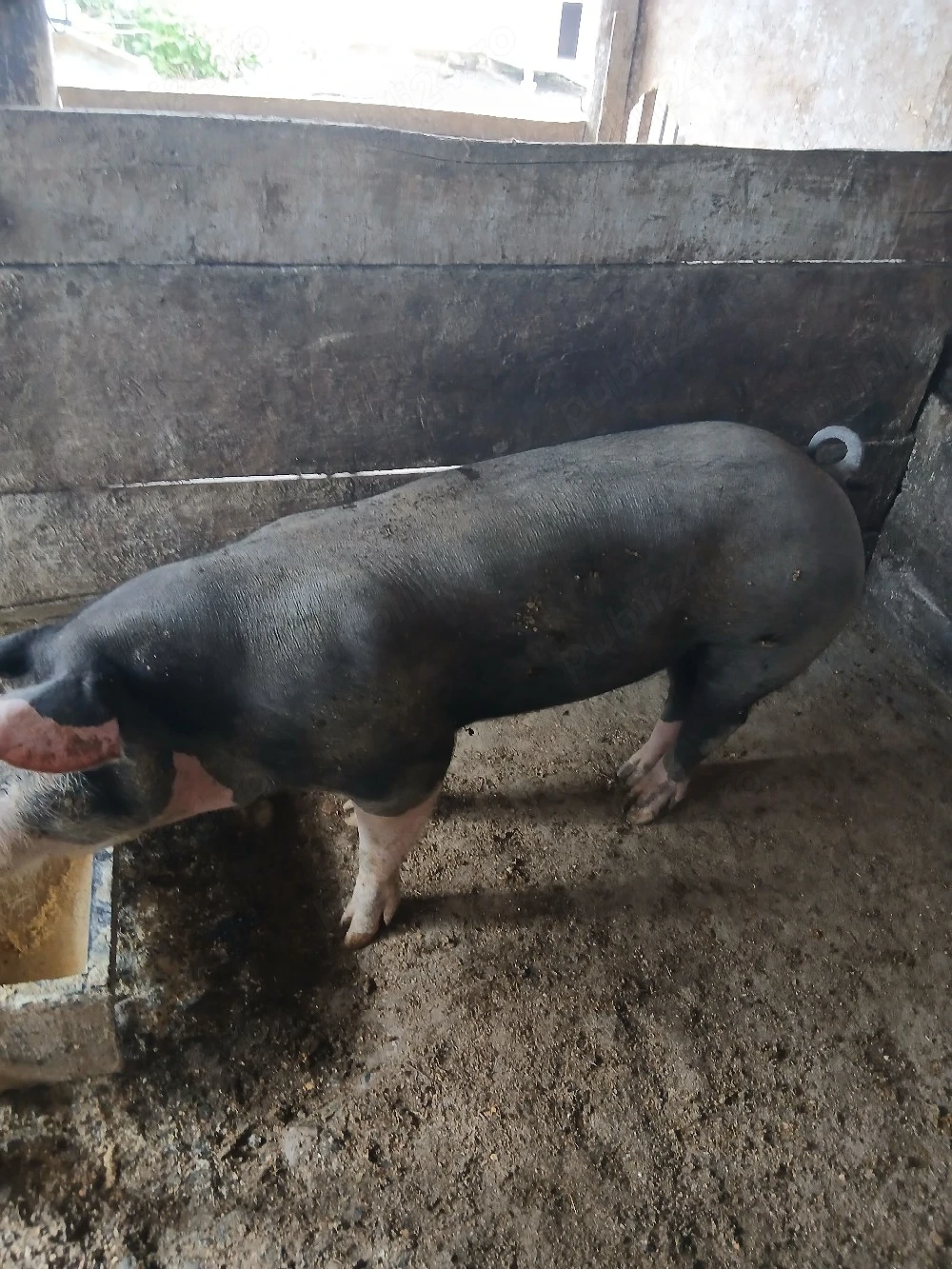 vier de vanzare