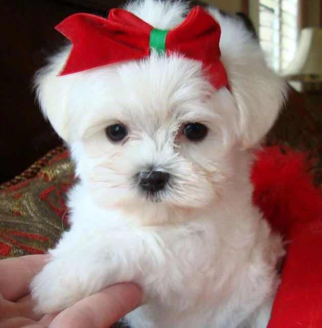 bichon maltez alb minii toy 